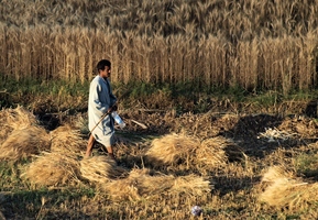 Harvesting Wheat 2